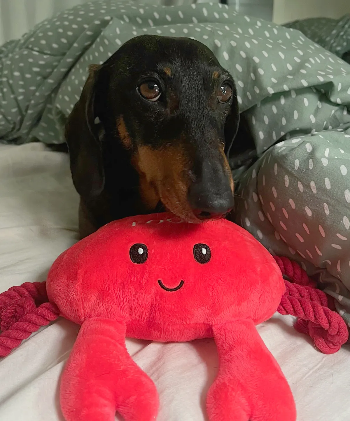 A sassy dachshund with a red cuddly crab toy