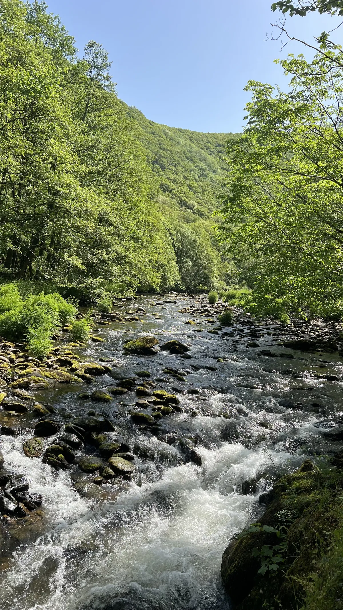River view at Watersmeet, surrounded by green trees