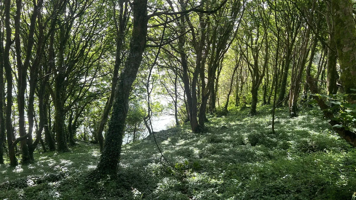 Green carpeted woodland along the South West Coast Path