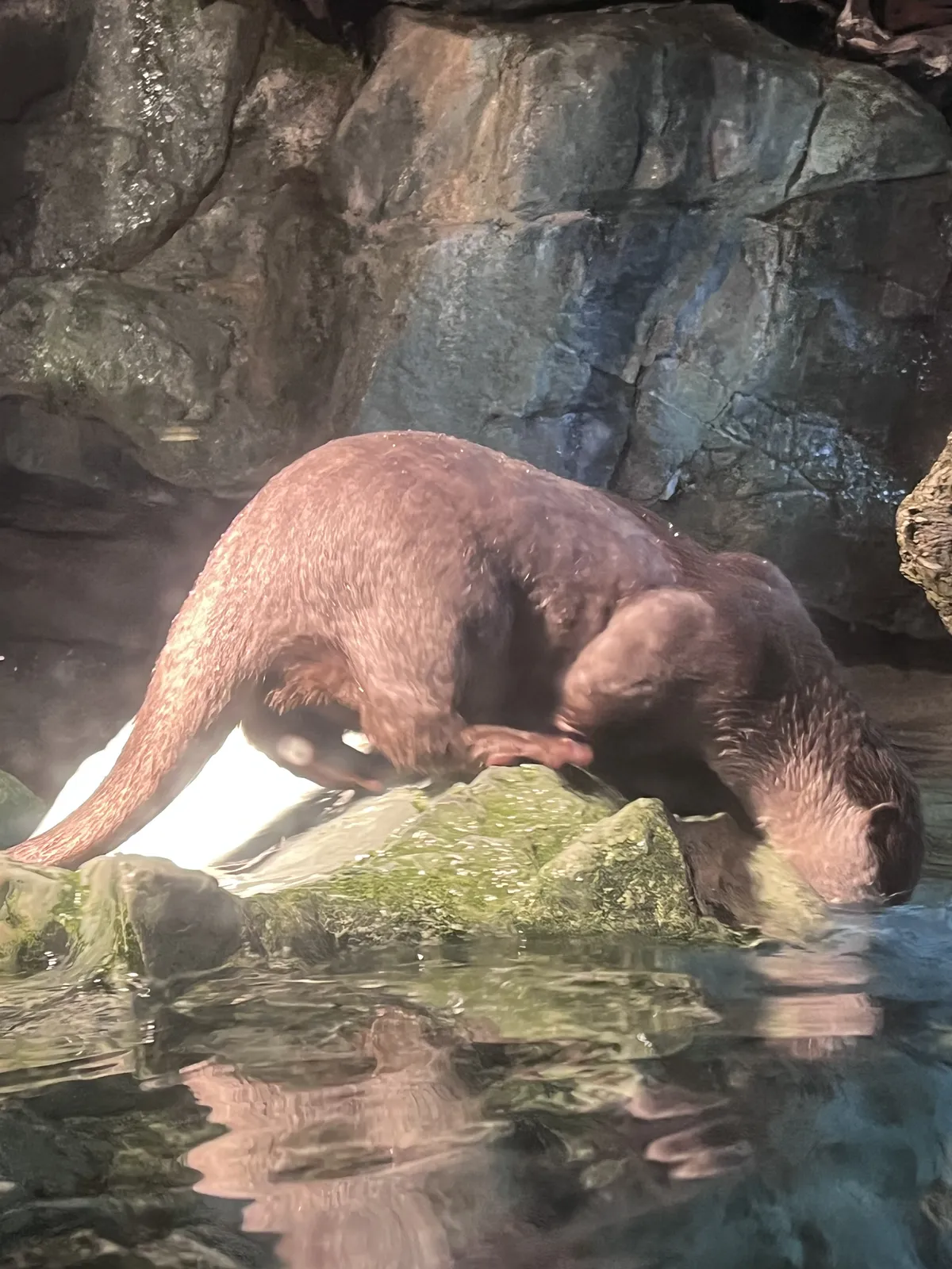 Otter friend