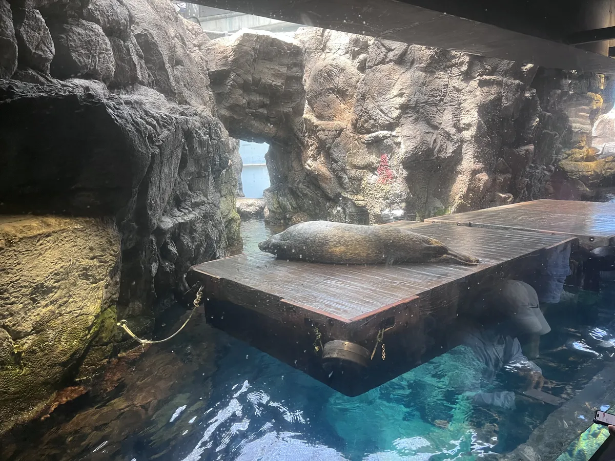 Seal friend