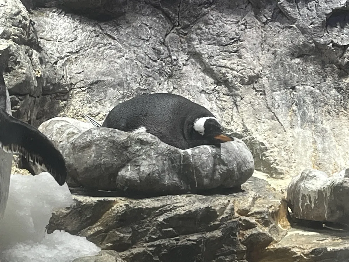 Penguin friend