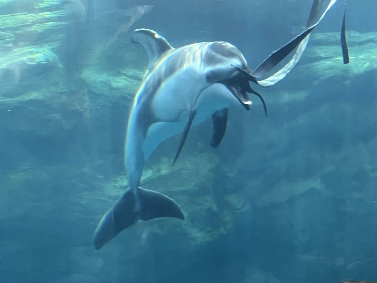 Dolphin friend