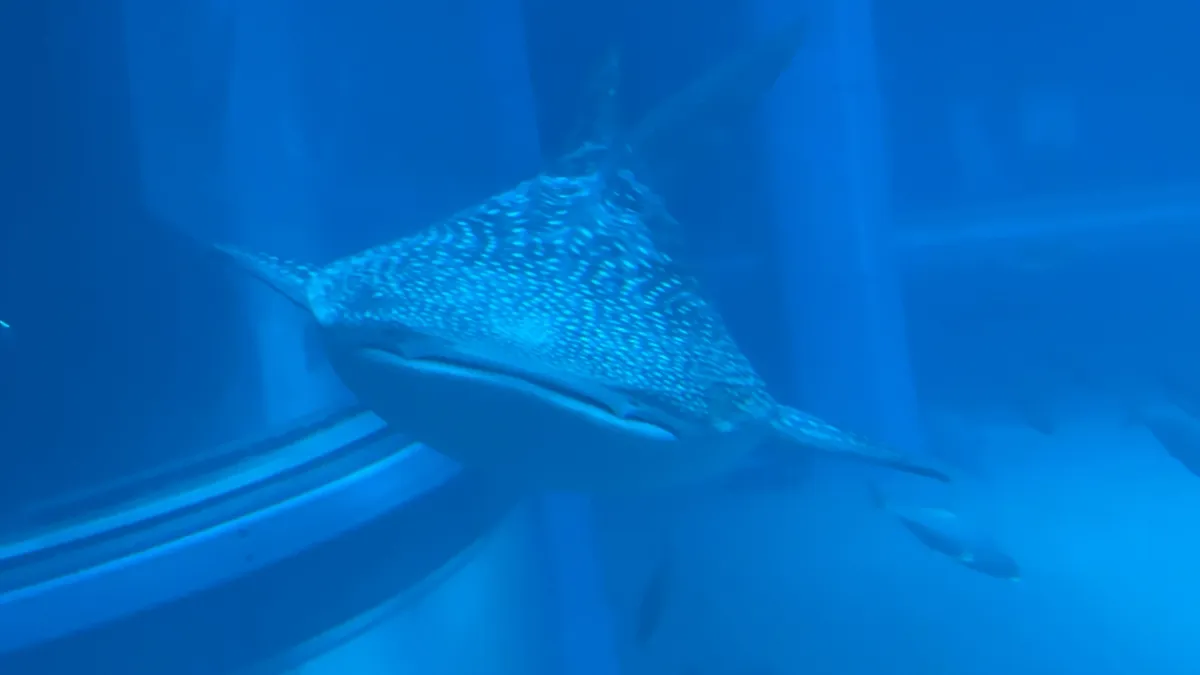 Whale shark friend