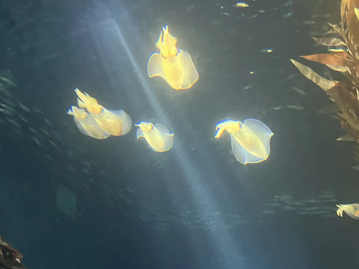 Cuttlefish friends
