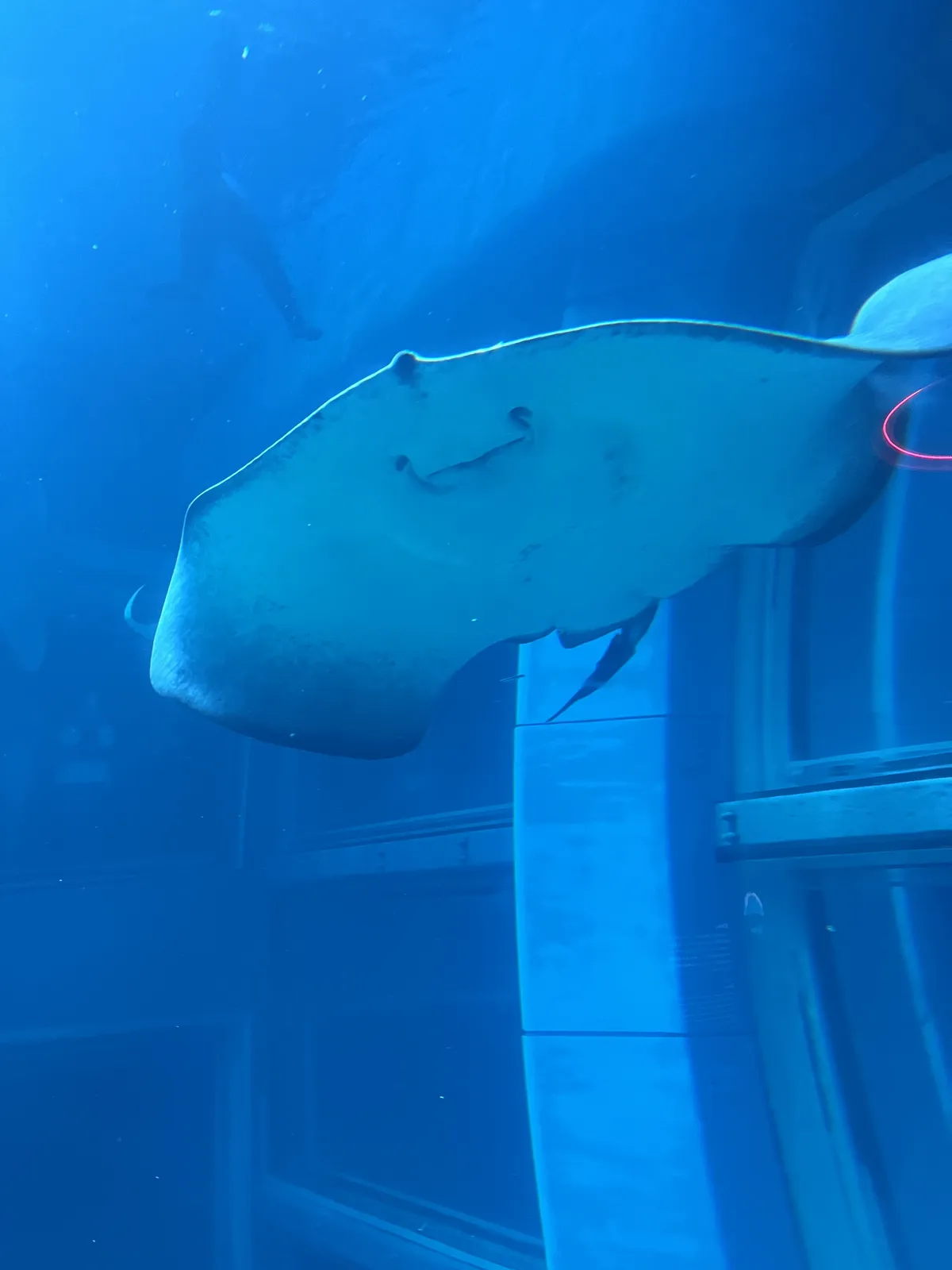 Ray friend