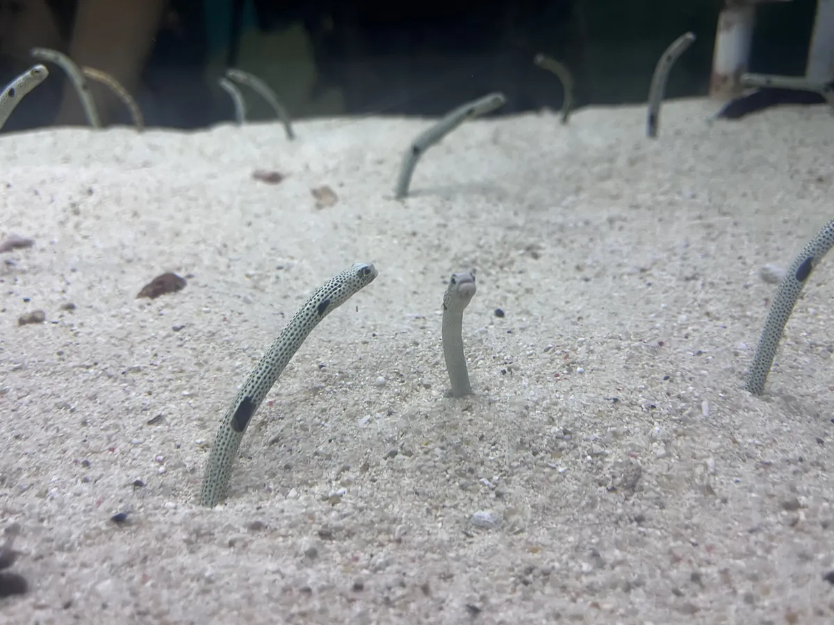 Sandworm friends