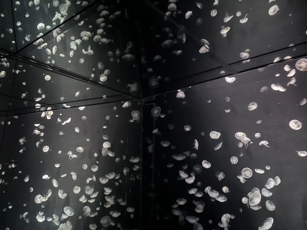 Jellyfish friends