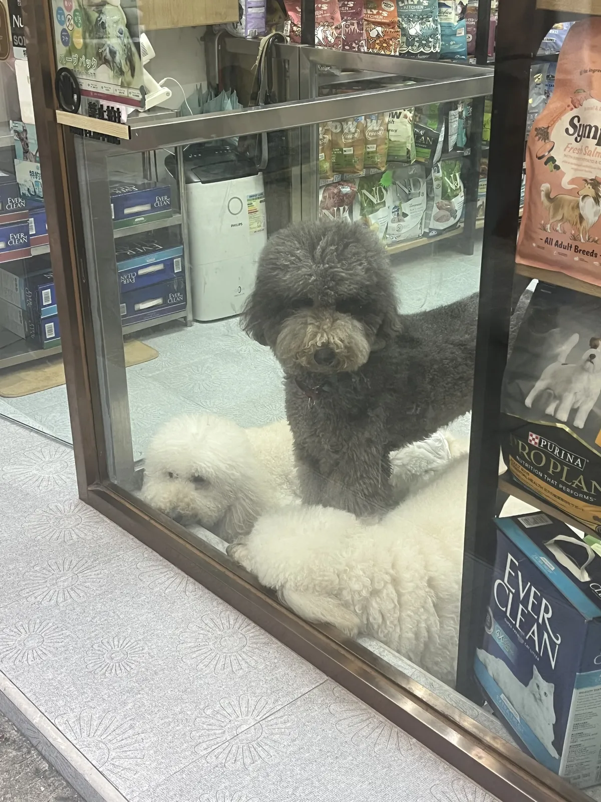 Sad dogs at a pet store. The pet situation here is depressing. It’s hard to go into it…