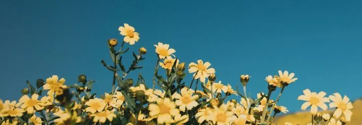 bloom
