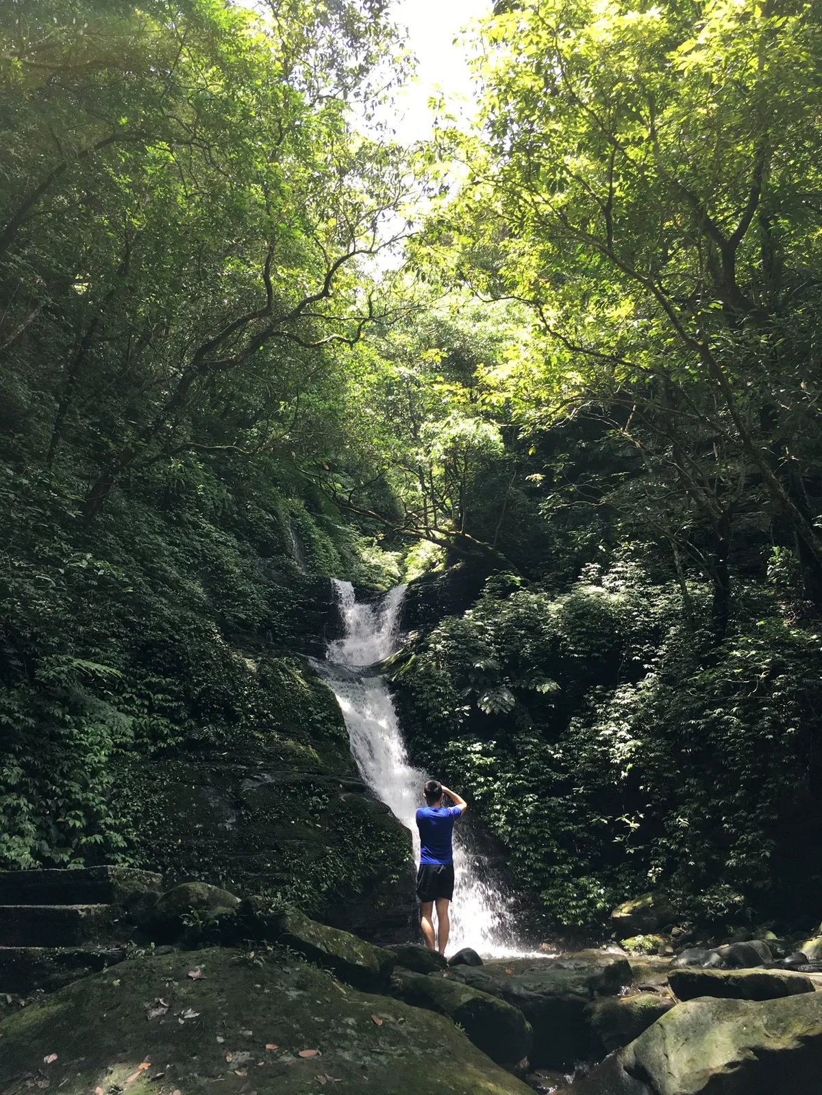 19_3 茄苳