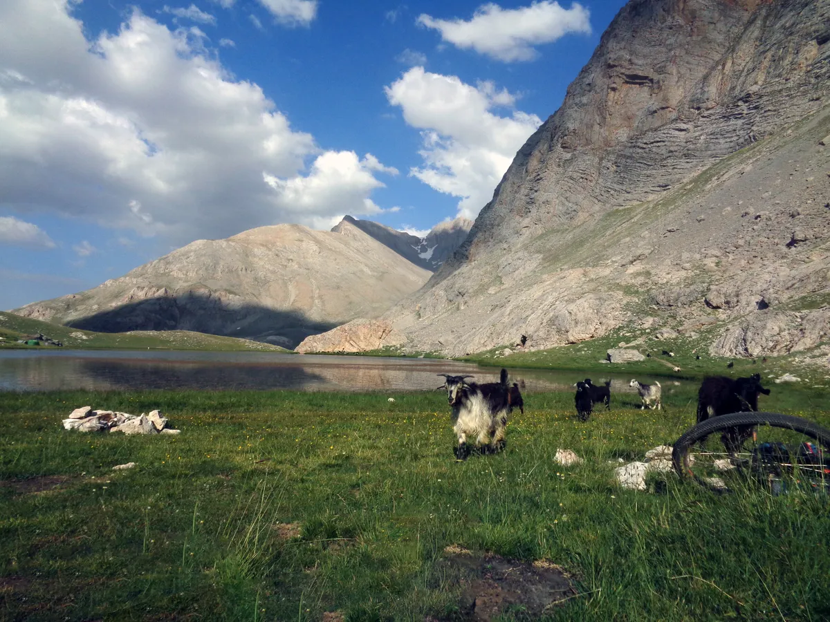 goats around karagol in bolkar mountain