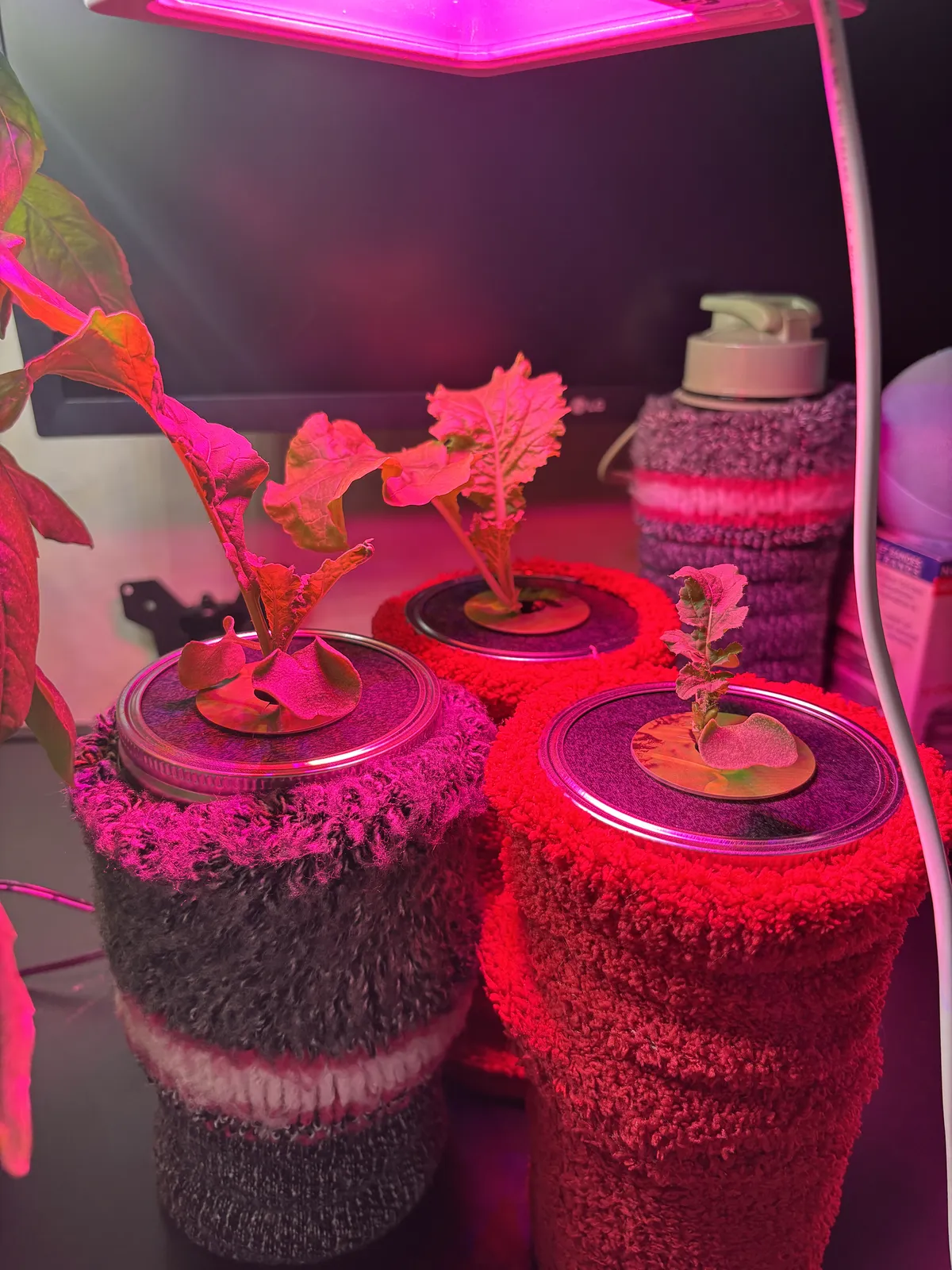 pictured are three mason jars with socks over them, with two arugulas growing on two of the jars and one lettuce on the other. The grow light above is pink.