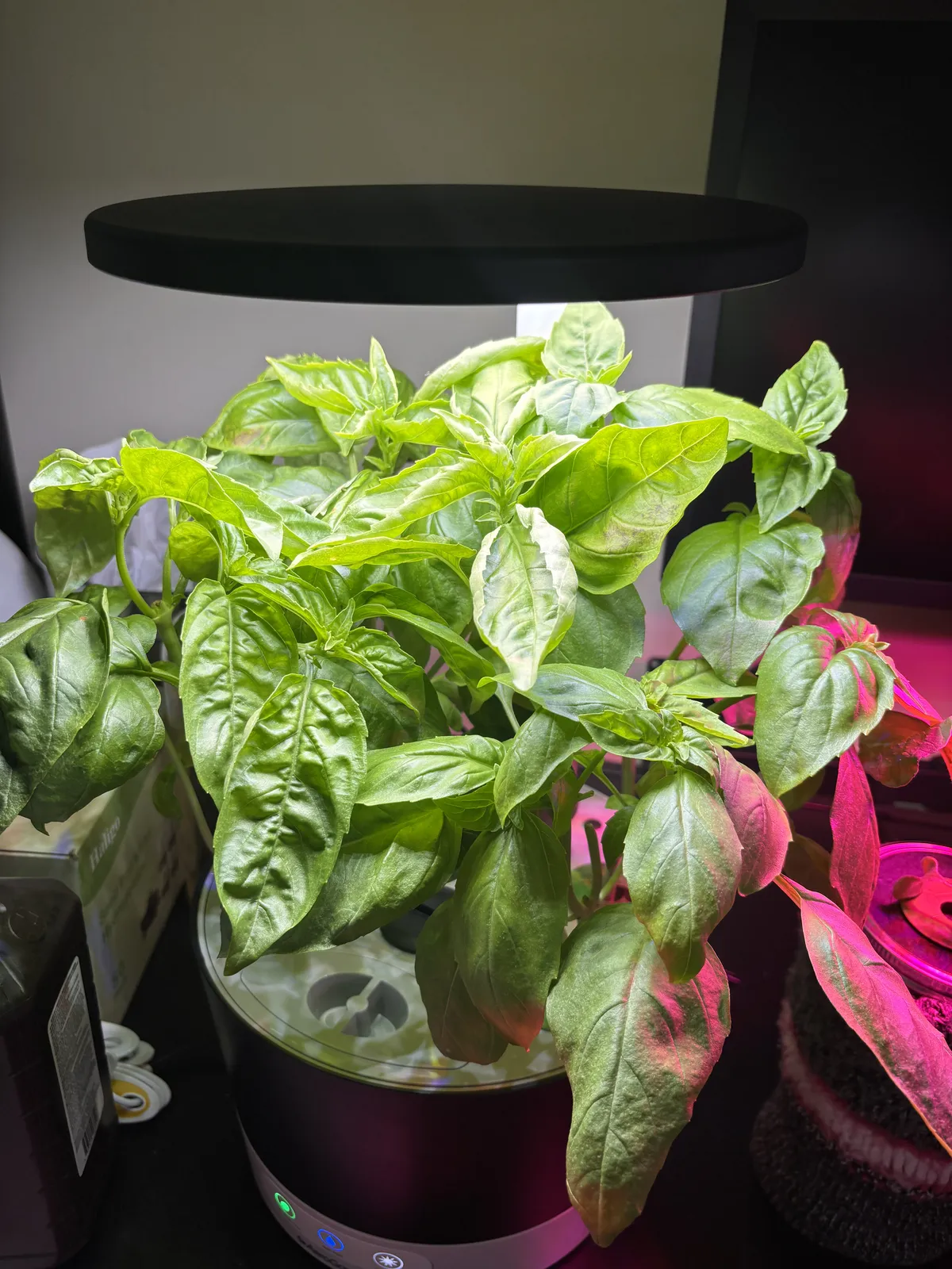 pictured is an aerogarden harvest unit, a hydroponic system, with four bushy basil plants