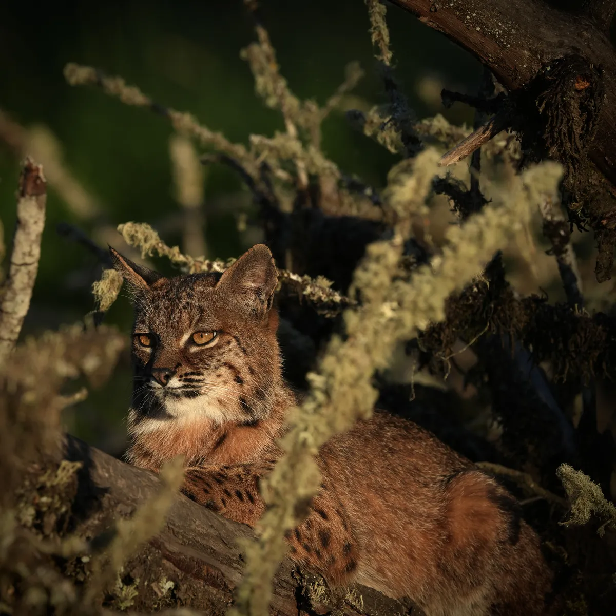 bobcat laying down and looking distantly to the left