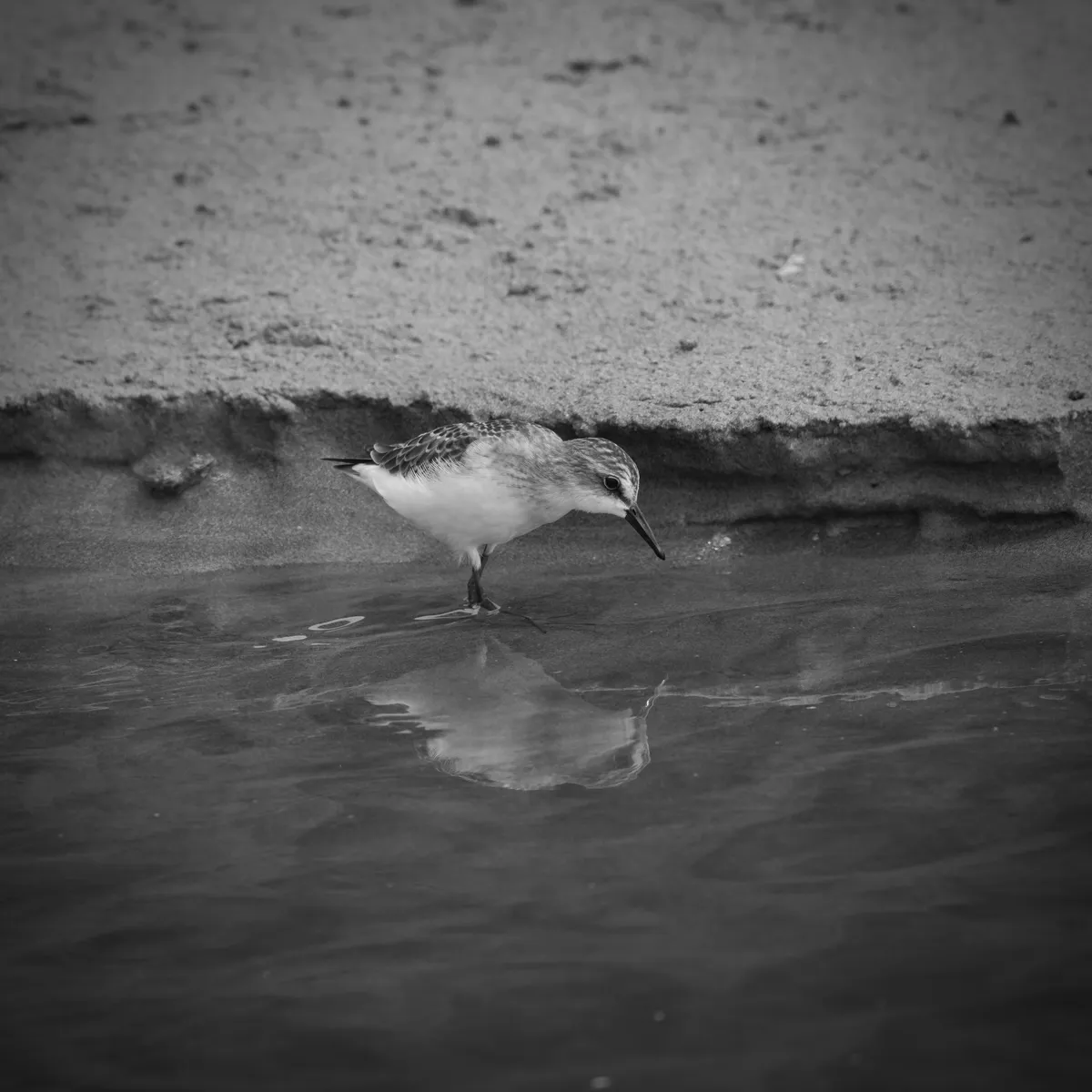 semipalmated sandpiper in the water and reflected along a small bank.