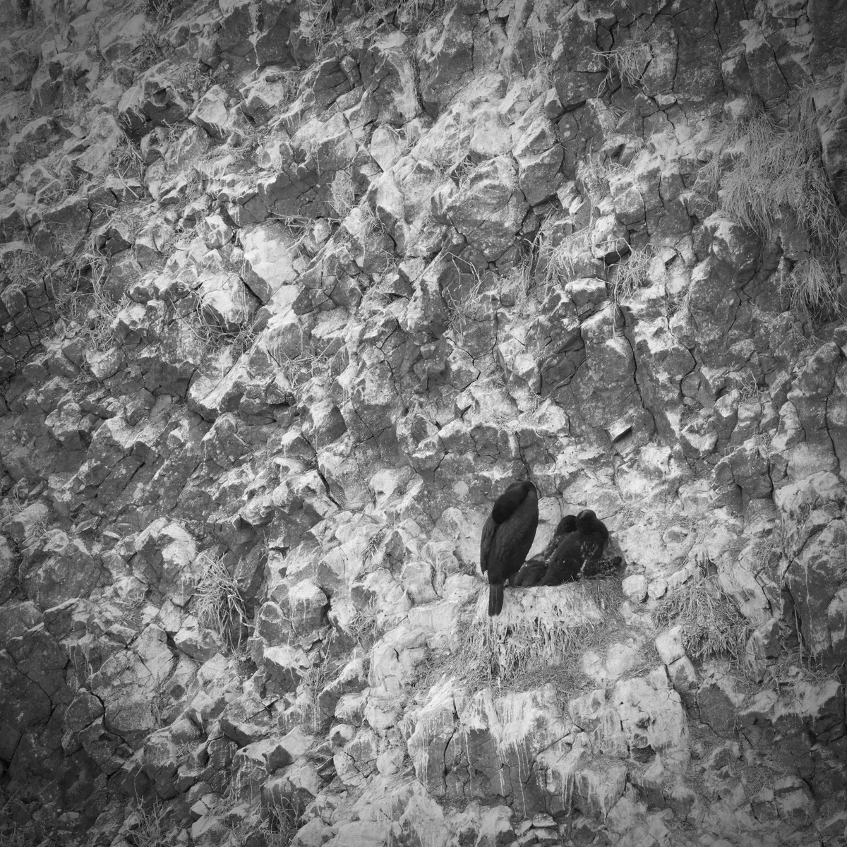 pelagic cormorant nest on a cliff wall with sleeping birds