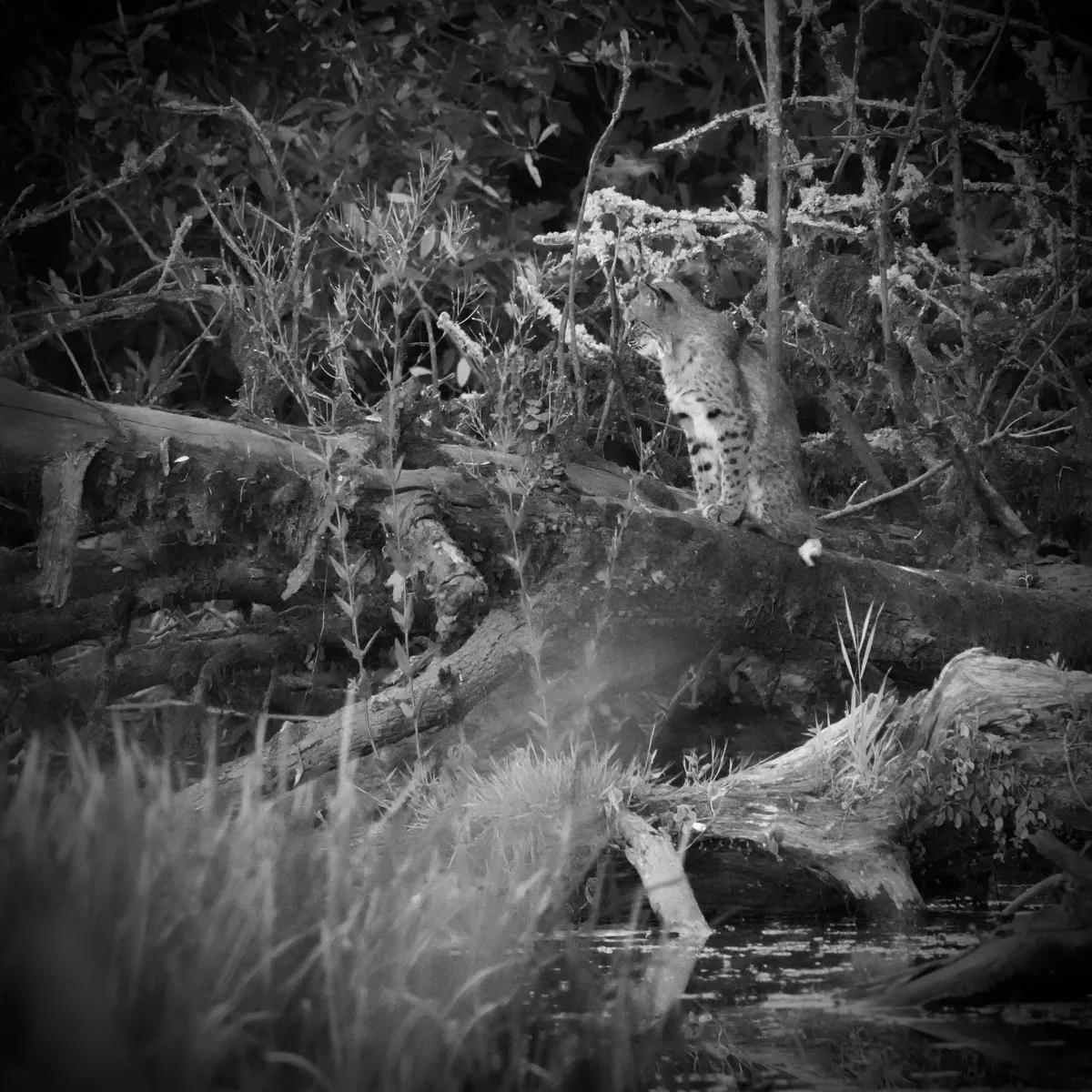 bobcat sitting upright on a fallen tree
