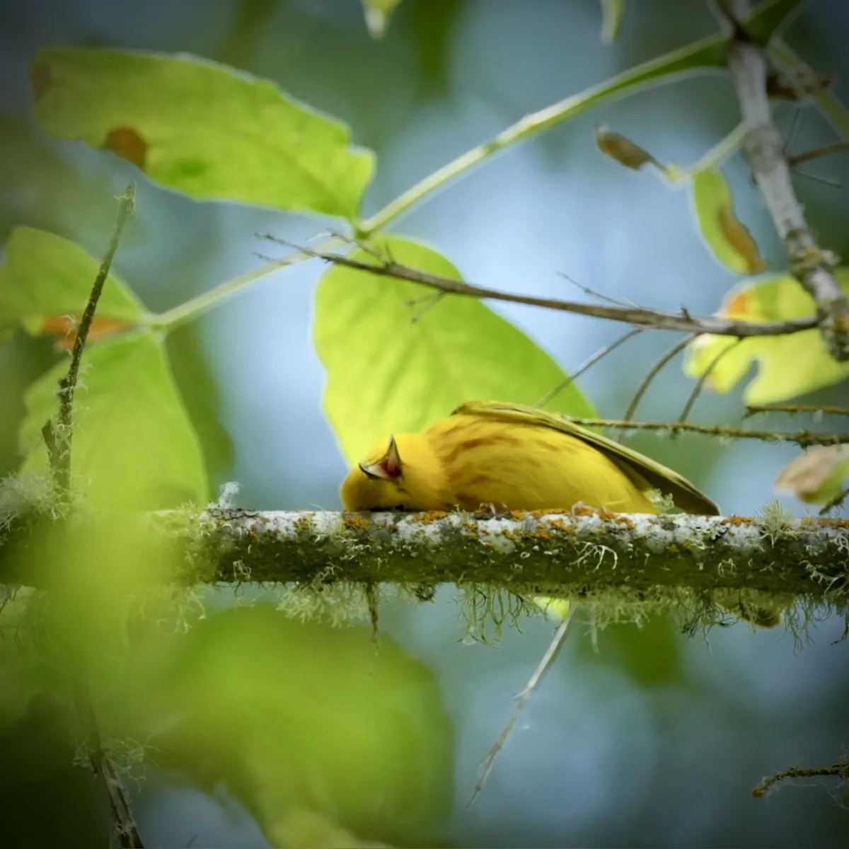 Yellow warbler rubbing her head on a lichen-covered branch with beak open in an absolutely cute pose getting scritches with beak almost smiling and open.