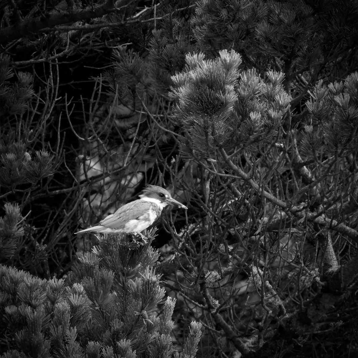 A belted kingfisher in a conifer