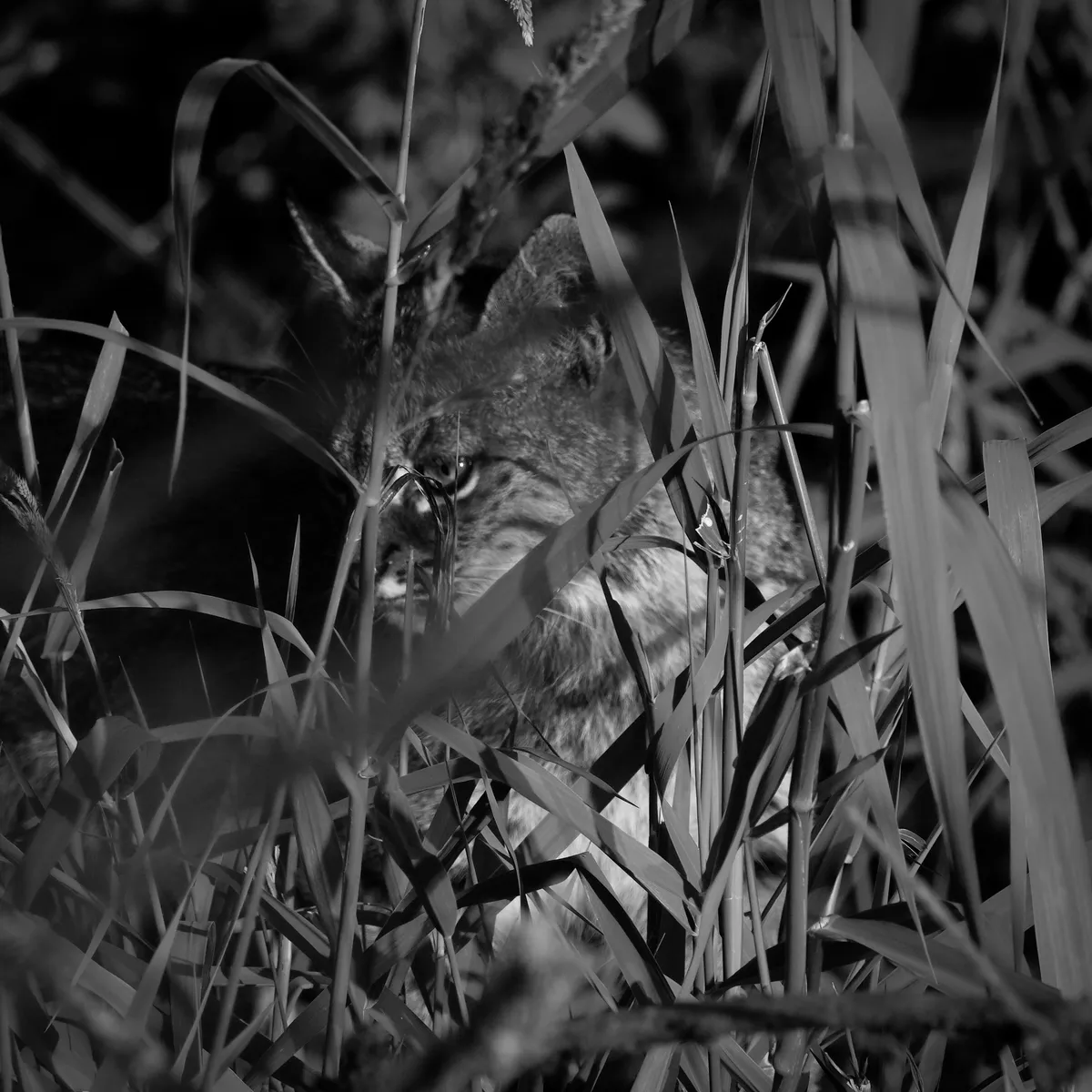 grasses in front of a bobcat's face. black and white