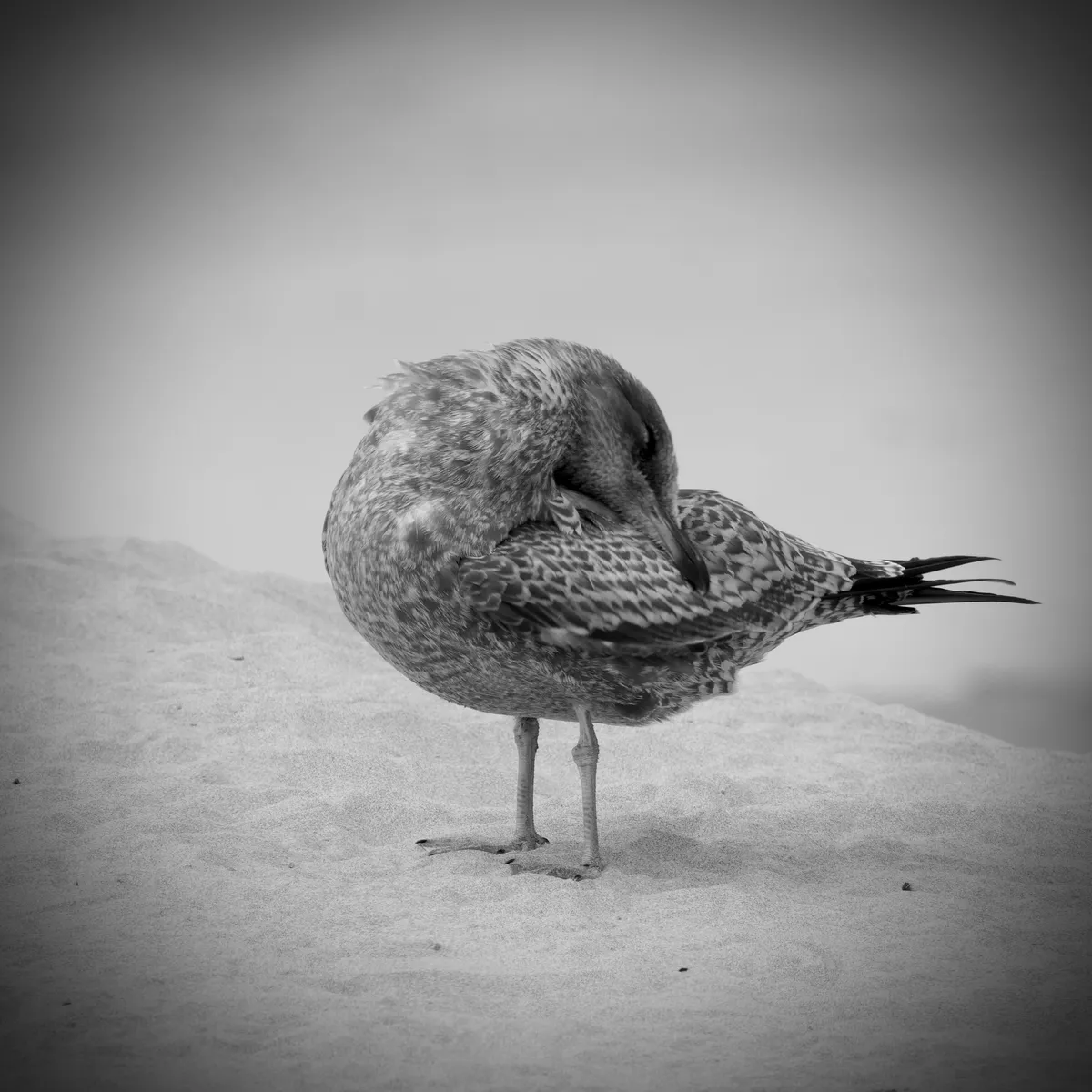 a young seagull with head placing its beak on its back side and eyes closed in a calm pose on the sand.