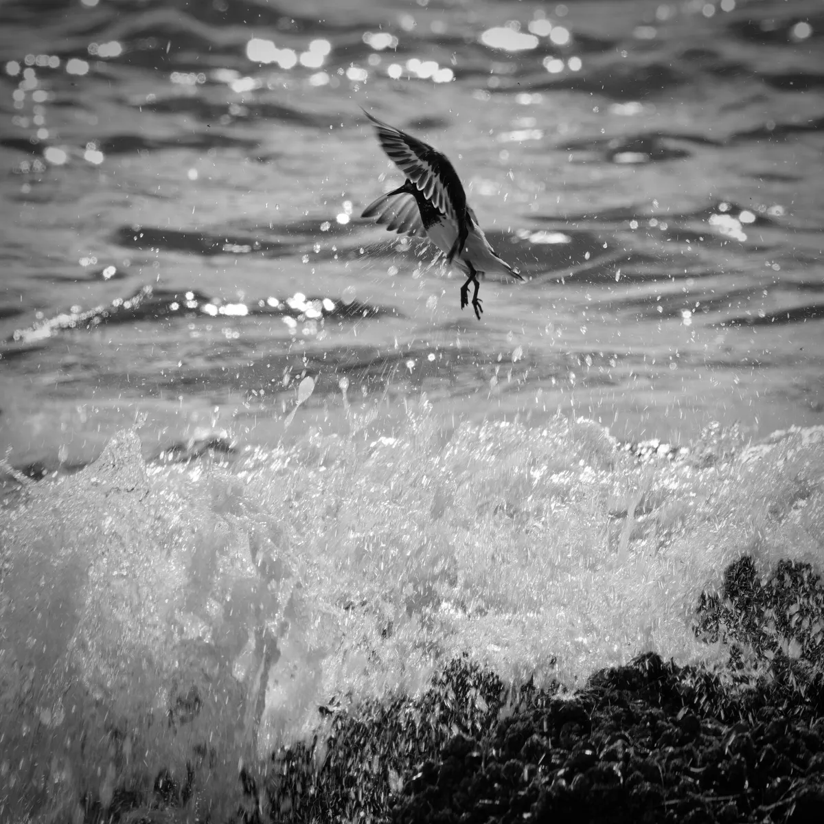 a black turnstone flying out of the way of a wave hitting a rock