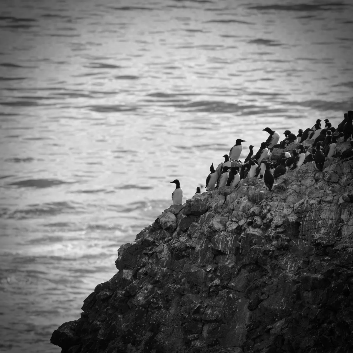 common murre looking out over the ocean on a cliff with other murres going about their business
