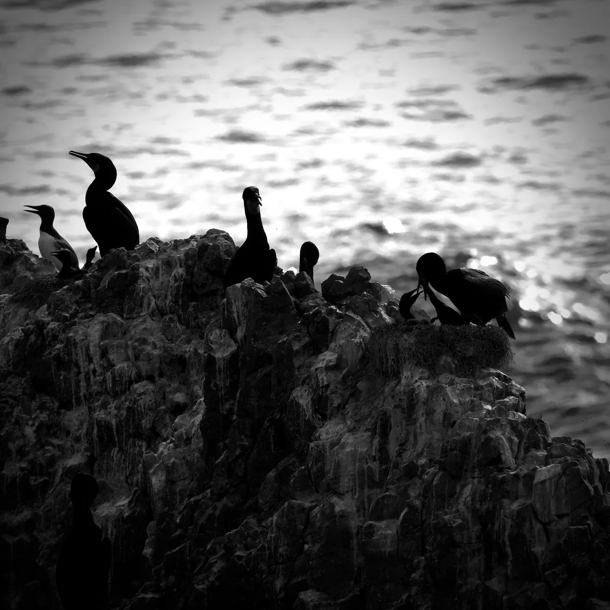 high contrast view at the top of the cliff of murres and cormorants feeding their young