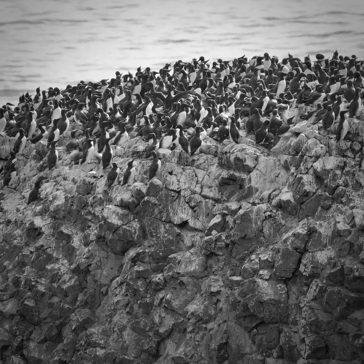 a group of common murres on a cliff