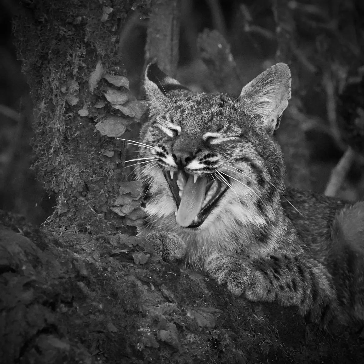 bobcat yawning with wide mouth