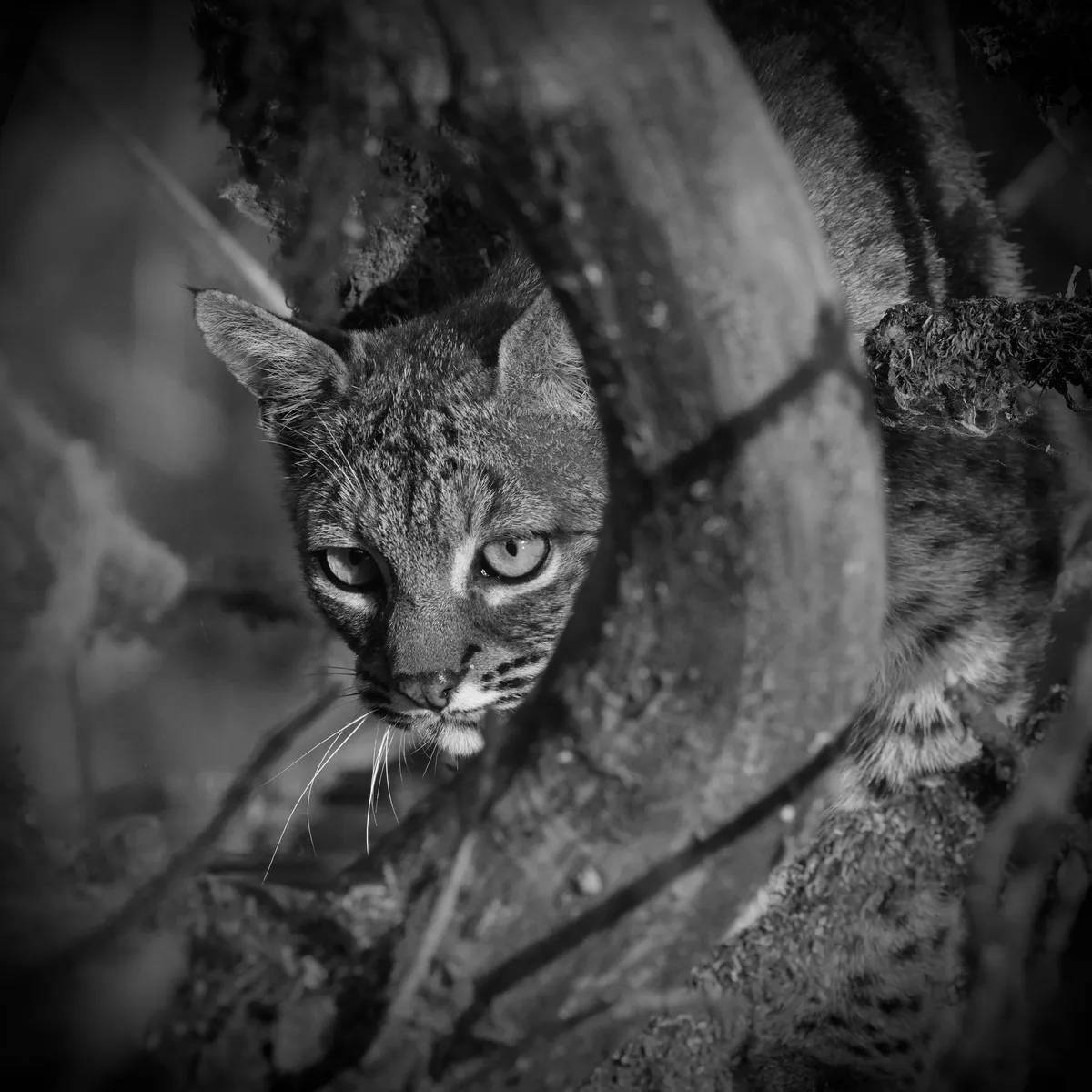 bobcat looking downward and partially concealed by a branch. mostly a headshot