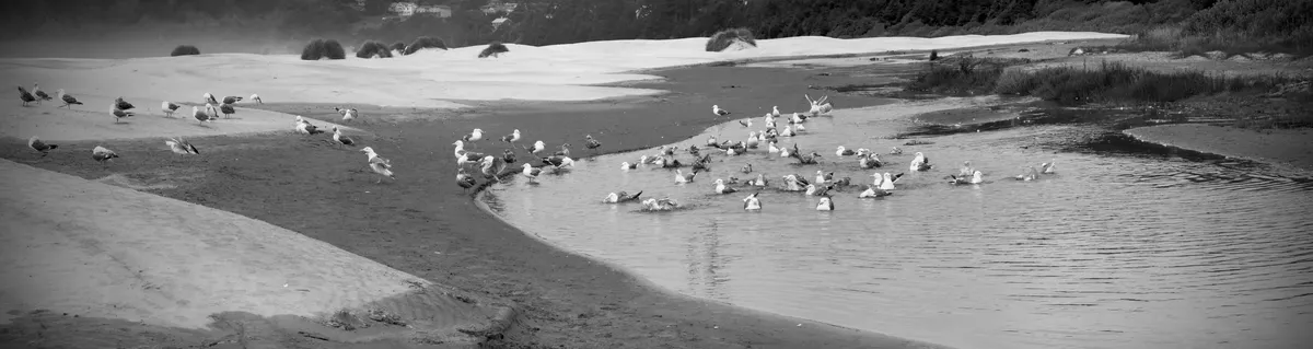 an estuary with dozens of bathing seagulls in the water. Dunes on the left and flora on the right. black and white image.