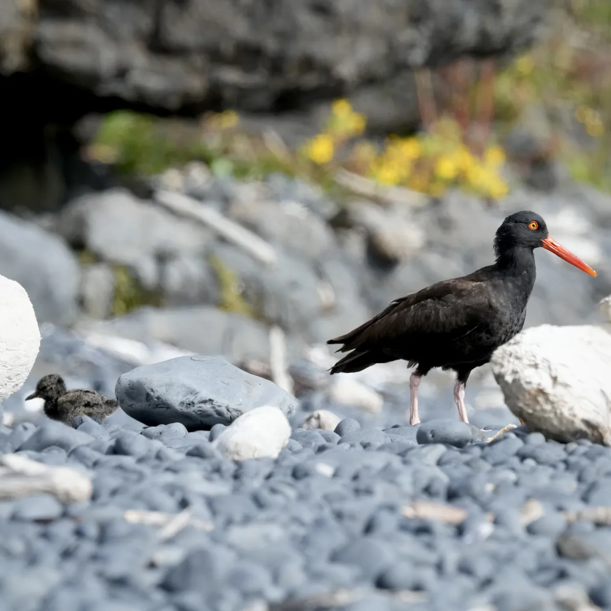 an adult oyster catcher to the right and a baby to the left facing away from each other on cobbles. the oyster catcher beak on the right is a brilliant orange in contrast to the black-brown body.