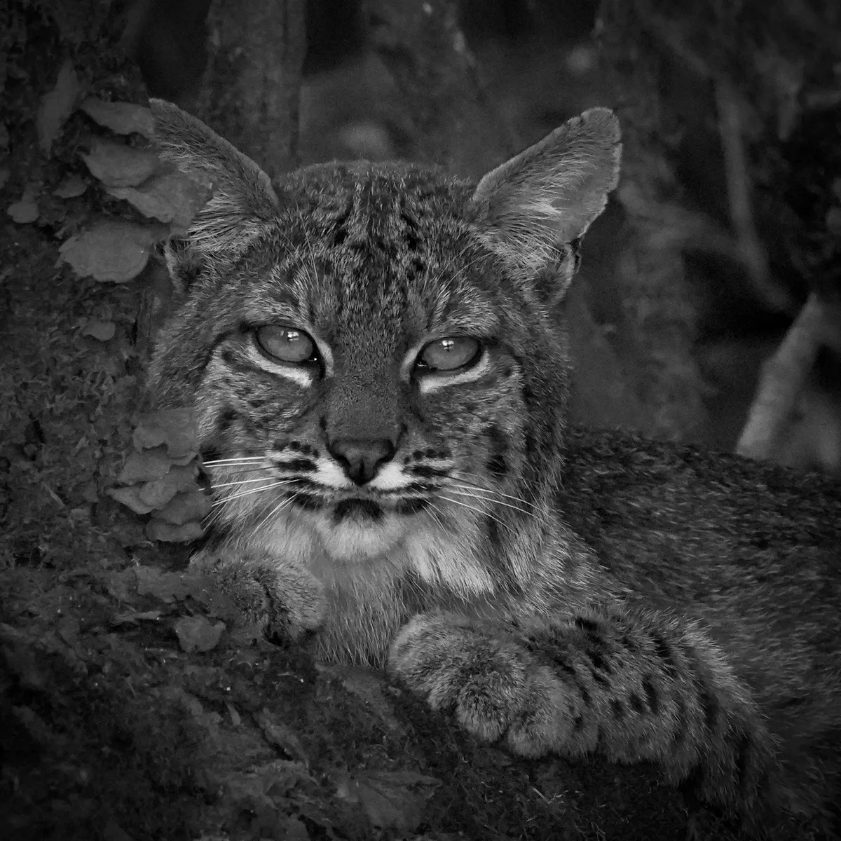low light bobcat with sun in eyes