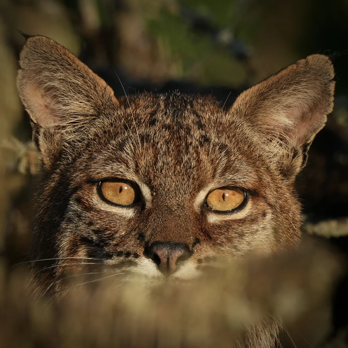 bobcat looking right at the camera with yellow eyes and partially obscured mouth.