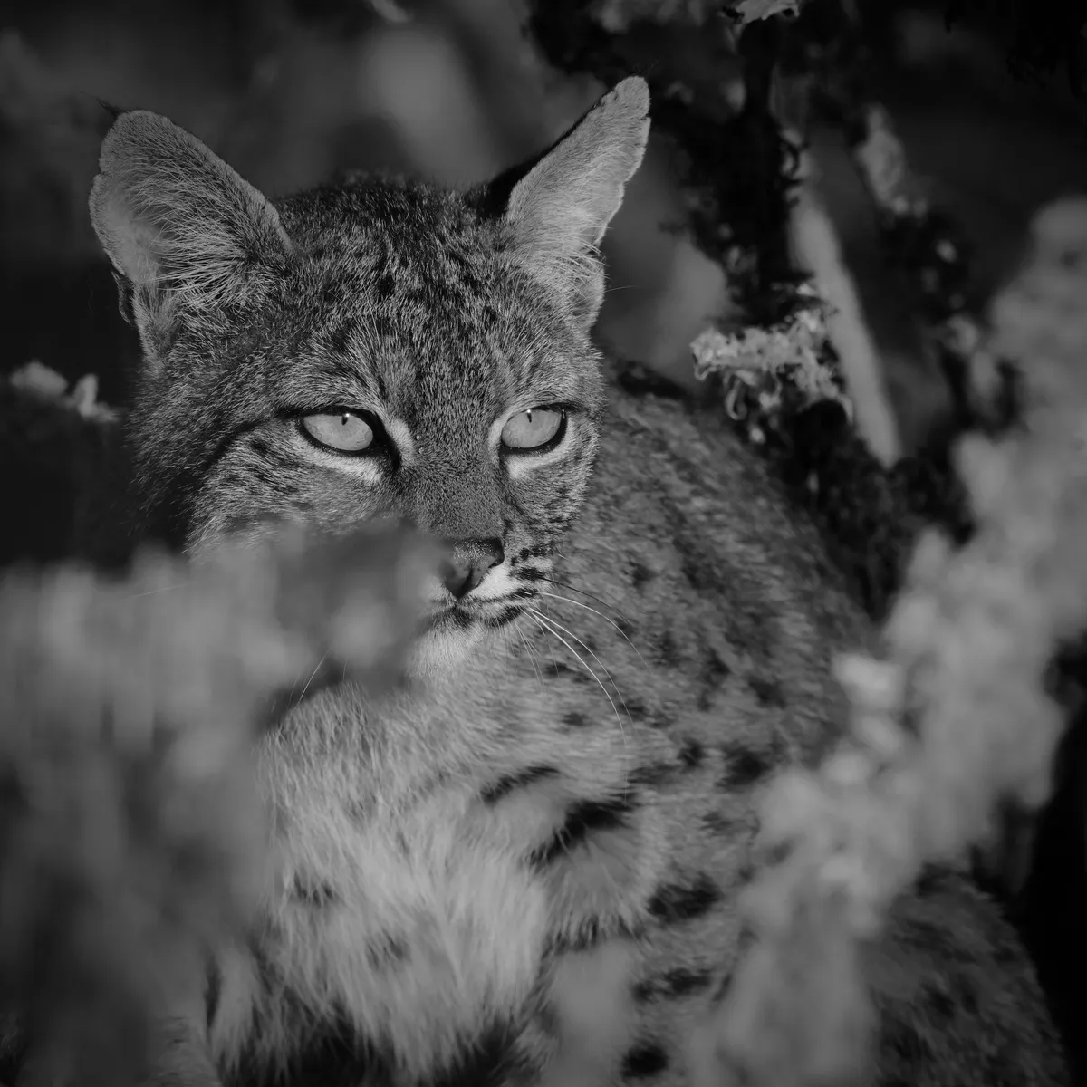 bobcat starting to lay down with eyes pinned at the sun