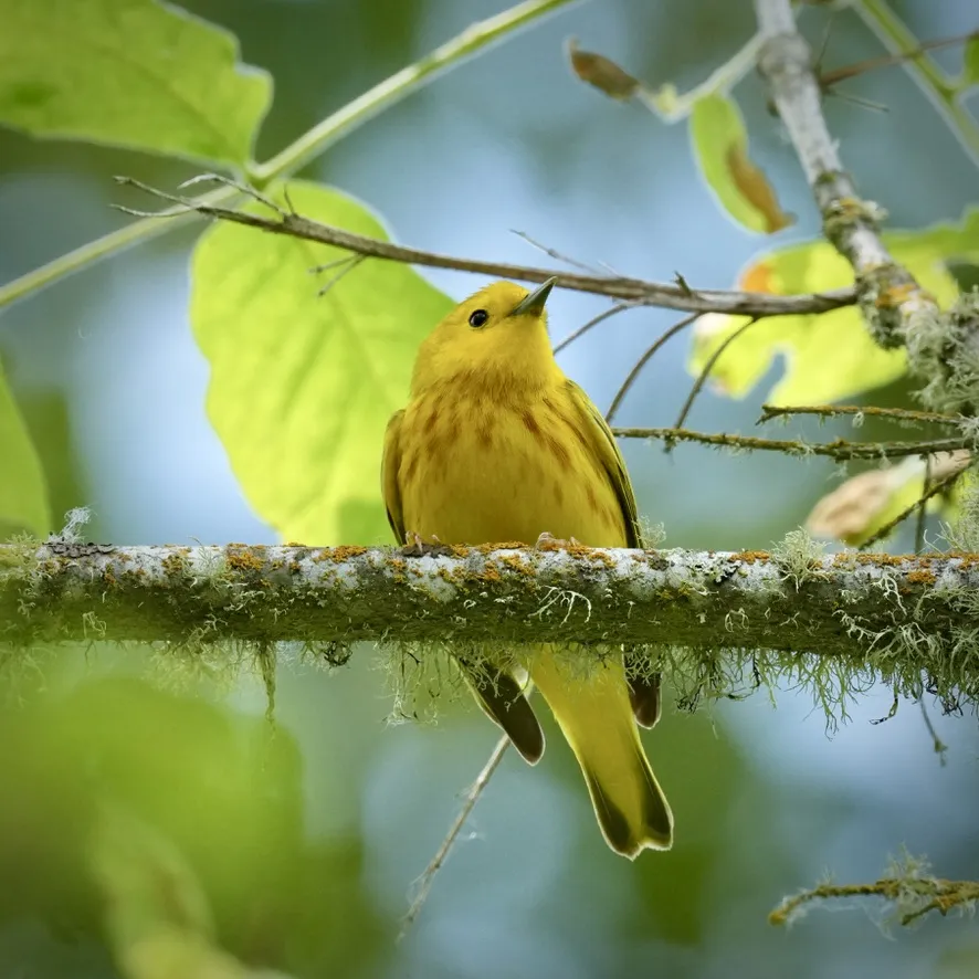 Yellow warbler on a branch full of lichen looking slightly up and left. The bird has rusty light stripes on its yellow body with some darker brown feathers at the tip of the tail and wings. the beak is sharp and background is blurred.
