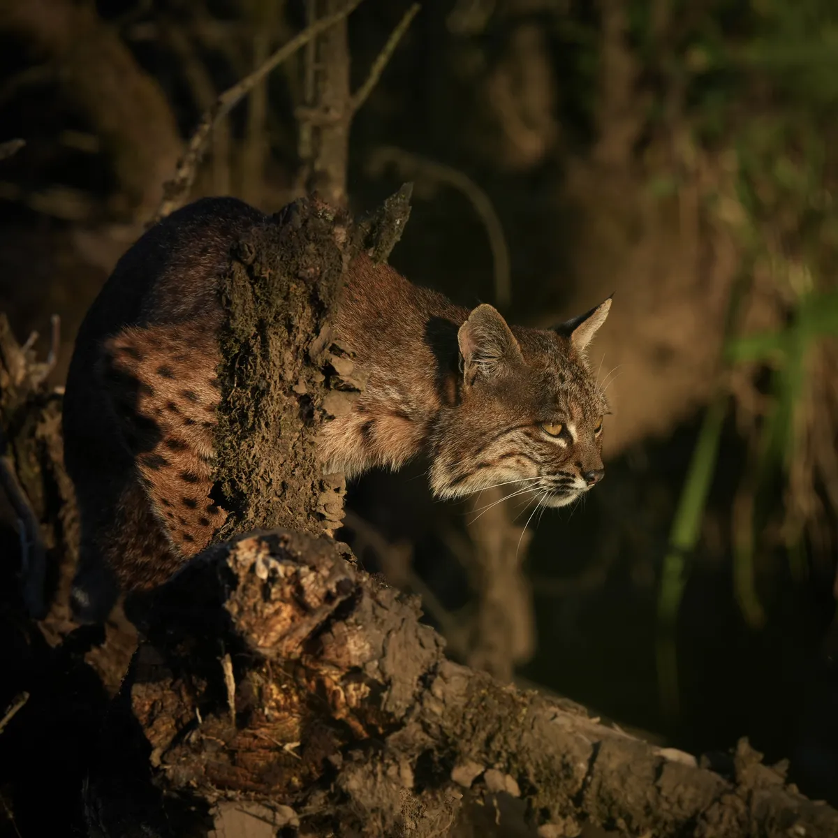 a bobcat in a looking stance facing sunlight