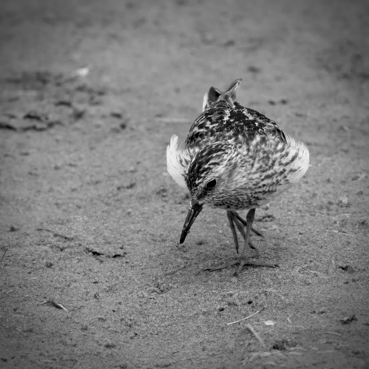 a least sandpiper that is fluffed into an elliptical shape with her head tilted down looking at the sand