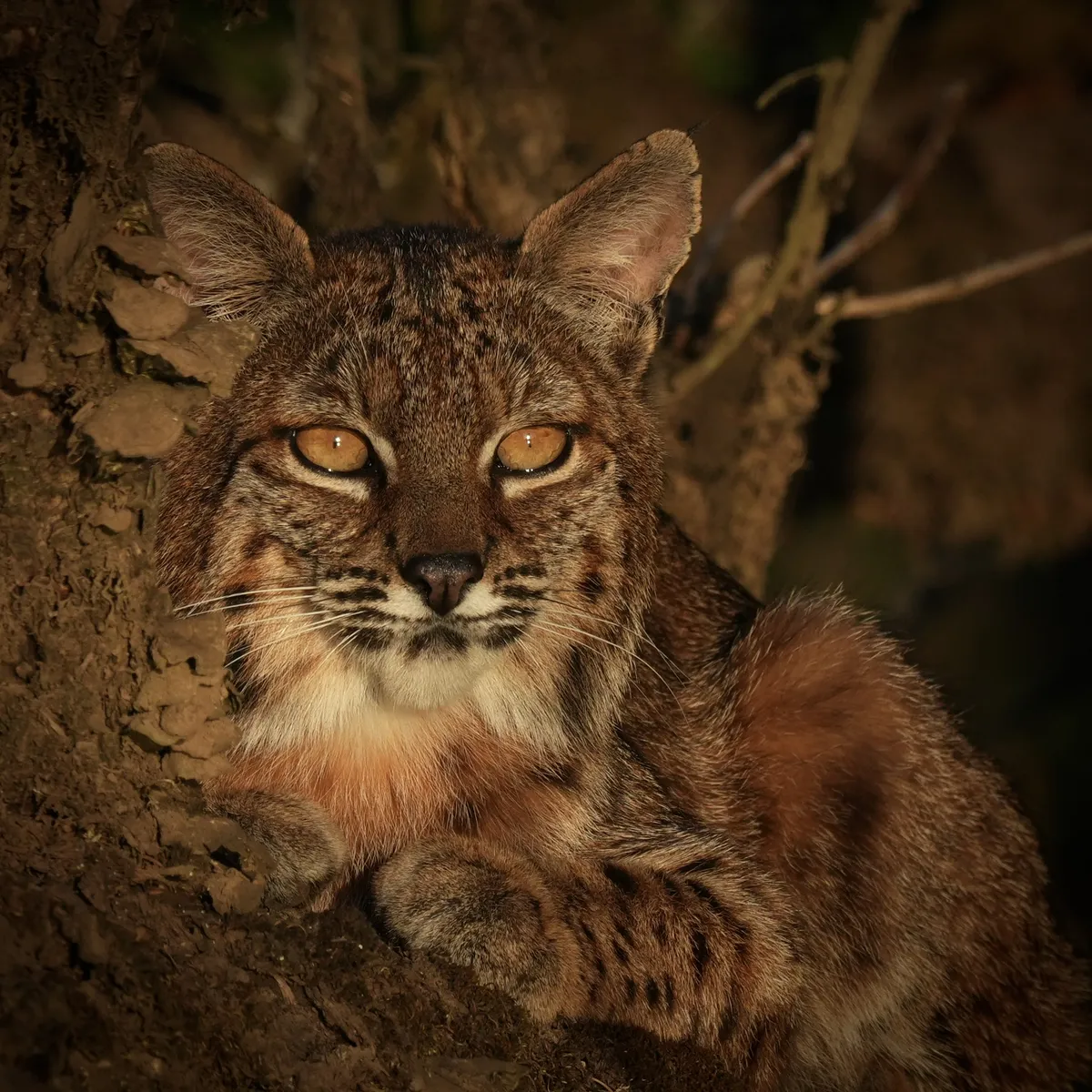bobcat laying down with paws forward looking into the sunlight
