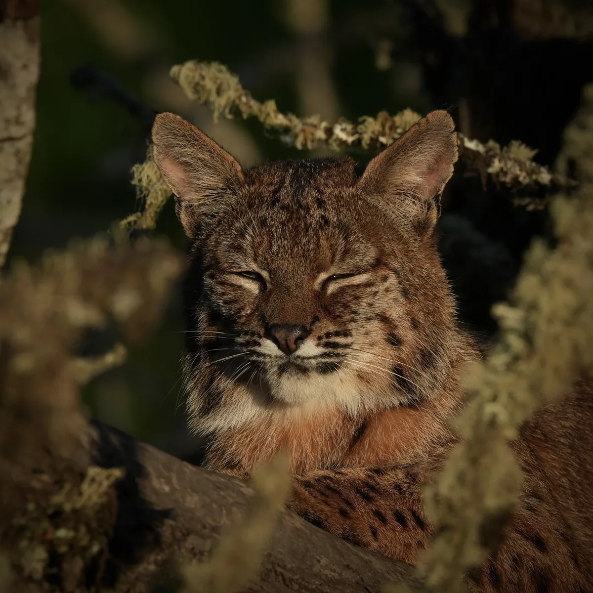 bobcat closing eyes close up