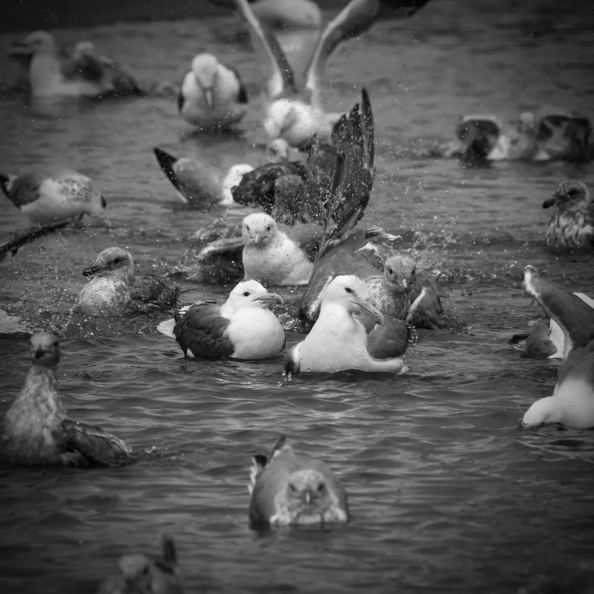 bathing seagulls with two in focus that are white and others that are mottled and darker indicating they are younger. black and white image.