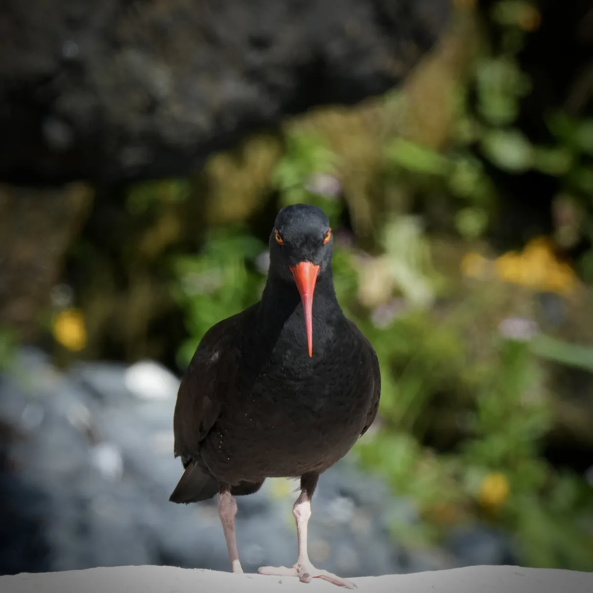 an oyster catcher on a log looking straight into the camera with a bright orange beak.