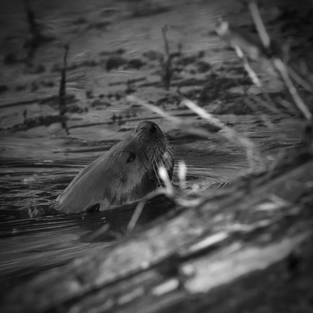 head of north american river otter in the water partially obscured by fauna. black and white