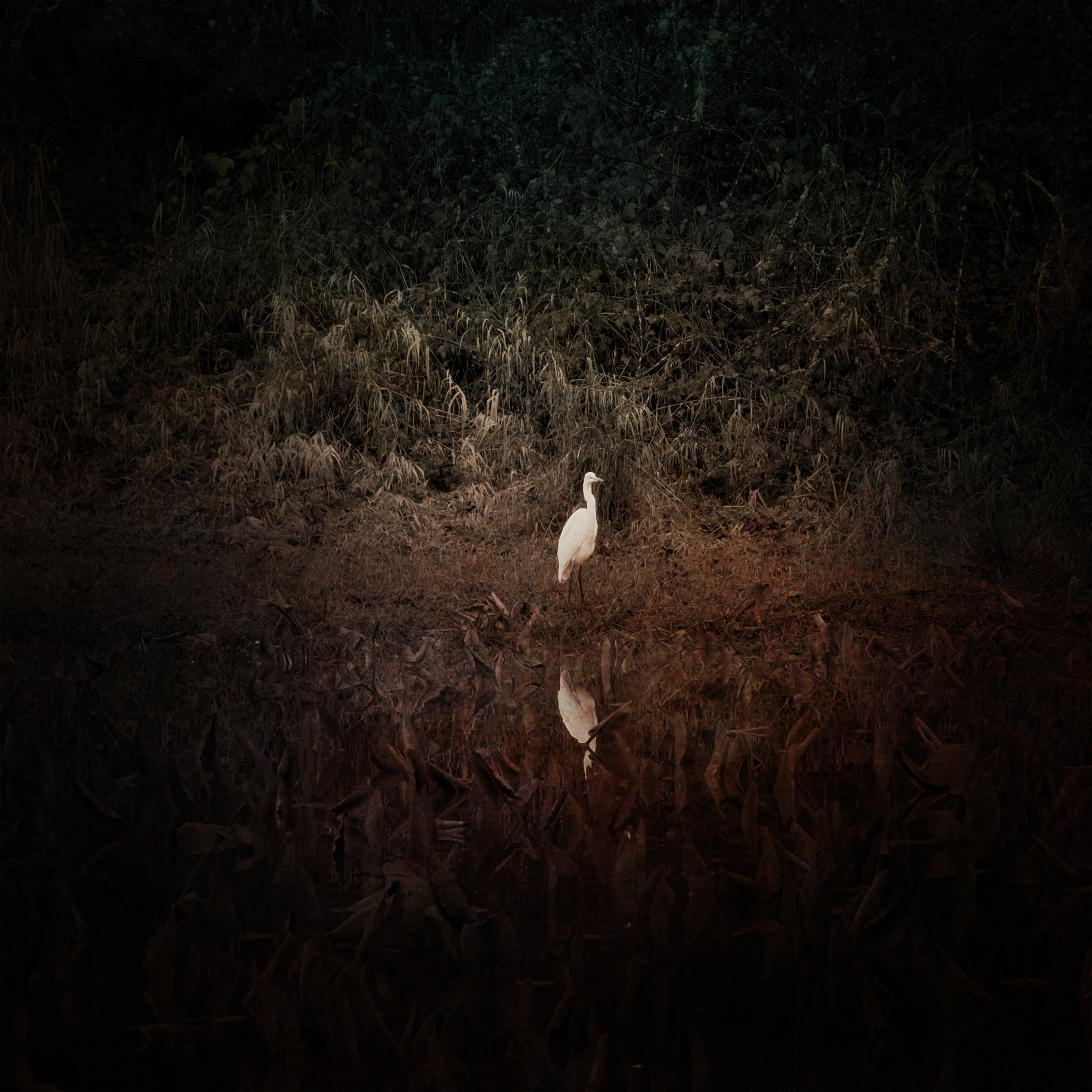 An egret standing along a slough’s edge with reflection in the water and reads around. The colors are muted with an exaggerated vignette, the egret faces to the right with legs visible.