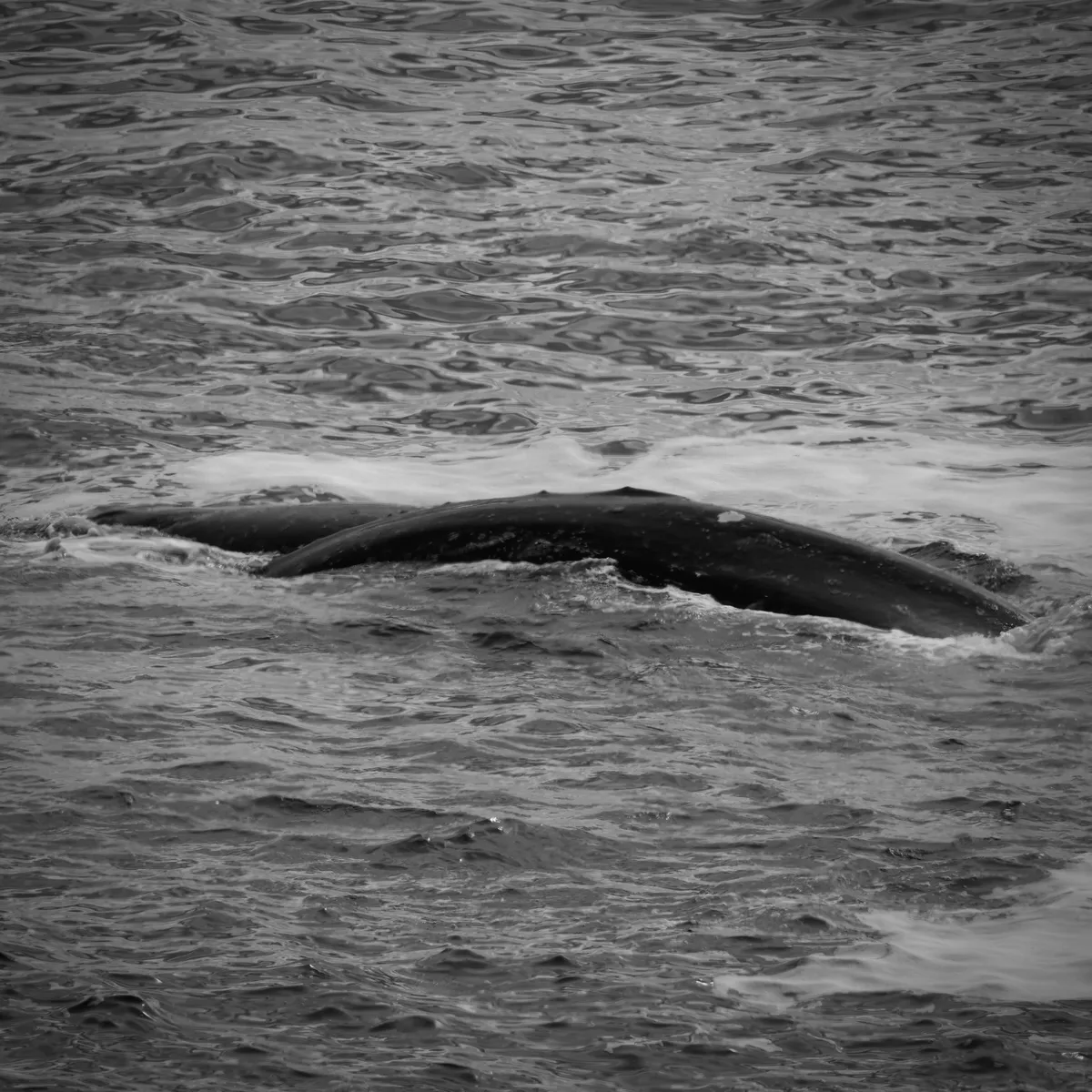 A greywhale back with calf by her side in the water