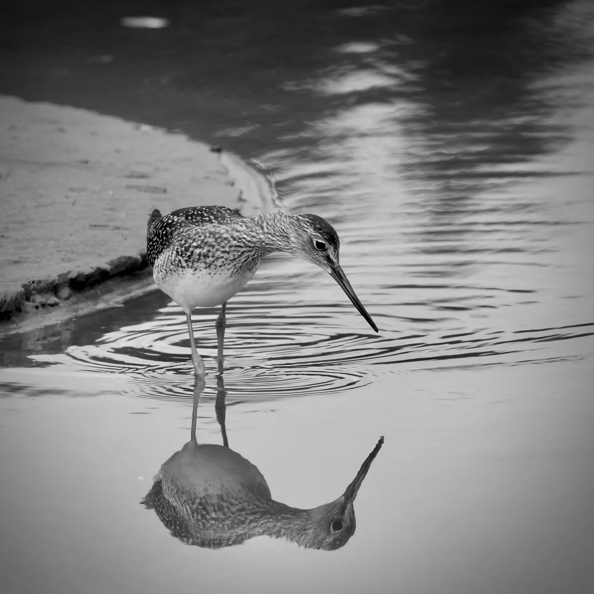 A greater yellowlegs looking into the water so that her reflection is looking right at the camera with elliptical ripples at her legs partially submerged.