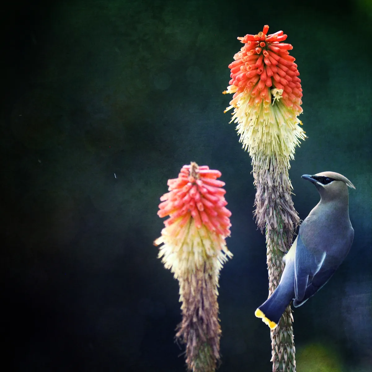 cedar waxwing on one of two fire lilies with one empty in the foreground. There is a streak of rain to the left and a watercolor texture in the background.