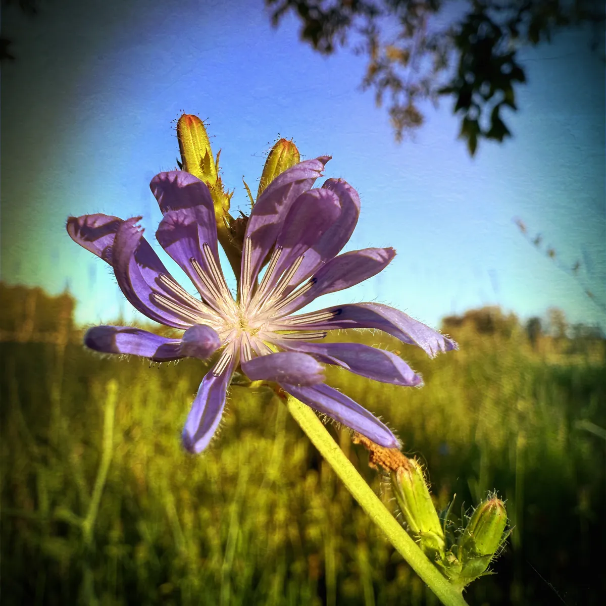 chicory flower at sunrise with direct light and partially open. The background is blurred with a meadow and a couple of branches overhead. The image is processed with textured overlays, vignetting, and contrast to look slightly like a painting.